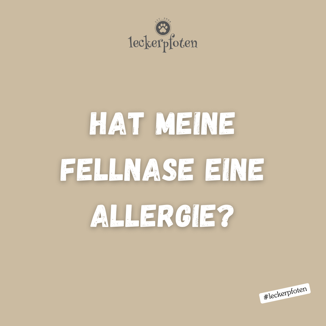 Hat meine Fellnase eine Allergie?