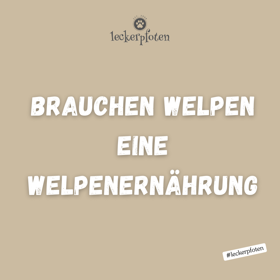 Welpenernährung ist wichtig.