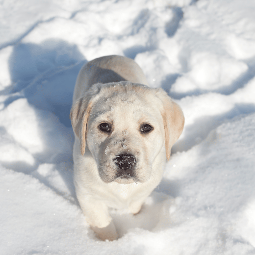 Hundepfoten im Winter